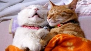 Забытый танец. Сергей Чекалин