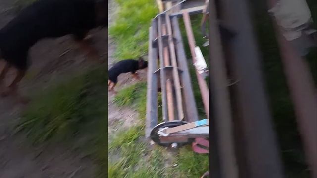 размеры культиватора плюс каток смотреть онлайн