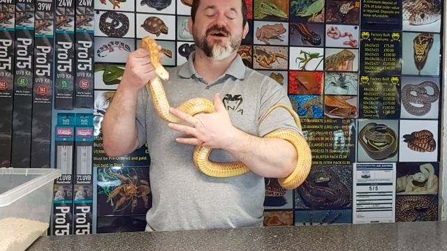 Aggressive Snakes part 2. Snakes 'N' Adders Reptile advice: Episode 73 смотреть онлайн