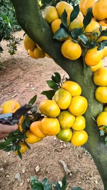 orange 🍊 tree in Nashik farming vitamin c fruit,+ смотреть онлайн