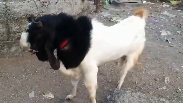 andul goat weight 70 kg hight 38 4 teeth price contact 9130141040 смотреть онлайн