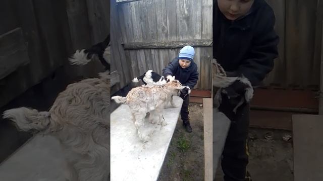Кумил смотреть онлайн