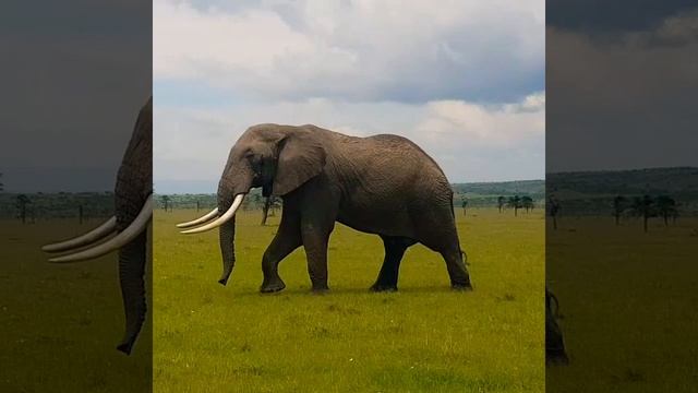 Увидеть слонов в Maasai mara смотреть онлайн