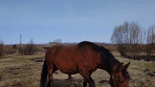 будни в деревне// вкусная лошадь смотреть онлайн
