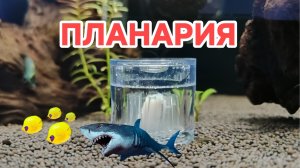 В кубике Tetra завялась планария. Ловушка для планарий.