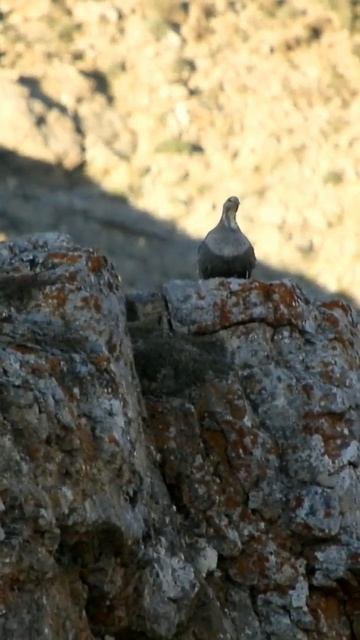 Urkeklik ##yabanhayat #wildlife #aladağlar #keşfet смотреть онлайн