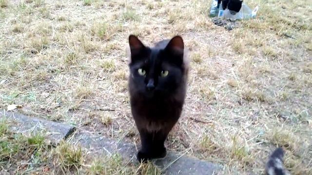 Шустрик, мама Чернушки пьет воду, Shustrik, yard cats, , Светлана Копылова, Киев смотреть онлайн