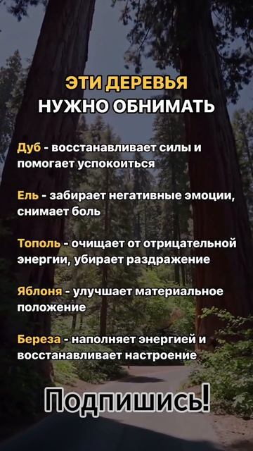 Эти деревья нужно обнимать 🌳 смотреть онлайн