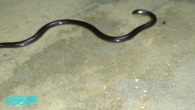 Insect Species - Black Crazy Ants | When Black Crazy ants are attracted to snake | смотреть онлайн