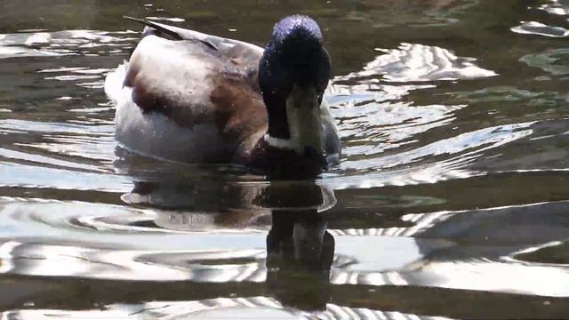 Рябчик, кряква и серебристая чайка городские птицы? смотреть онлайн