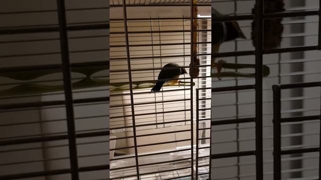 My Gouldian Finch смотреть онлайн