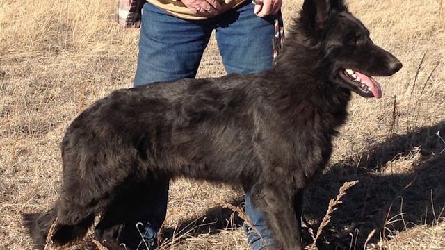 12 Things Only Dutch Shepherd Dog Owners Understand смотреть онлайн