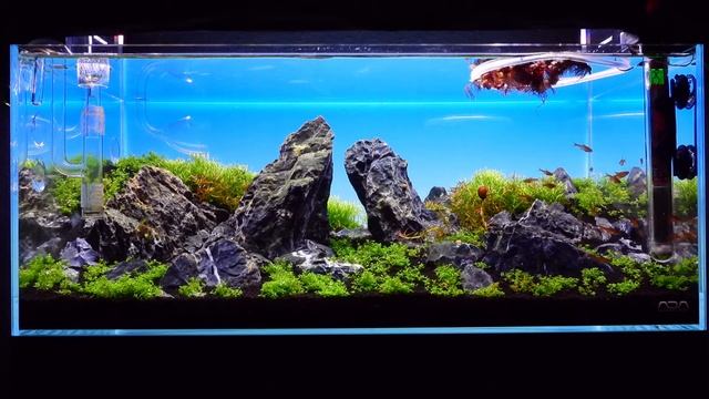 ADA 60F Aquascape after week 3 смотреть онлайн