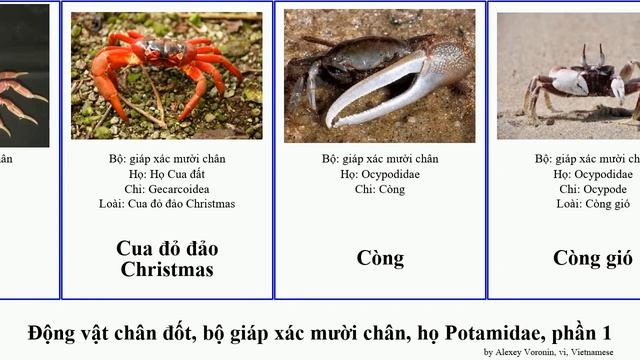Động vật chân đốt, bộ giáp xác mười chân, họ Potamidae, phần 1 cua chi hen destructor borealis Tôm смотреть онлайн