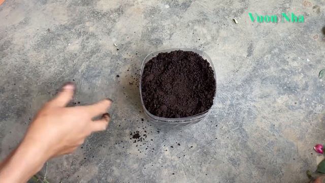 Giâm Cành Hoa Hồng Bằng Xác Cà Phê | How To Multiply Roses