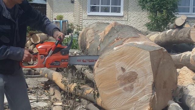 Drujba silen/yusen 5800 la taiat un butuc de fag diametru de 70 cm смотреть онлайн
