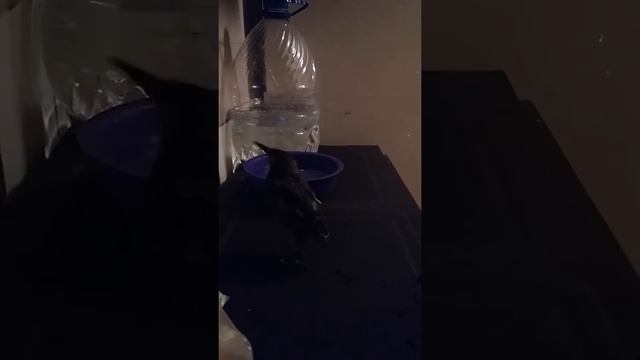 СКВОРЕЦ КУПАЕТСЯ смотреть онлайн