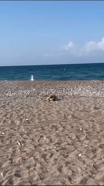 Большая морская черепаха,  вышла на берег отложить яйца .