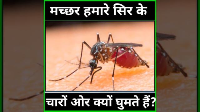 मच्छर हमारे सिर के आस पास क्यों घुमते हैं? 🤔 #shorts. смотреть онлайн