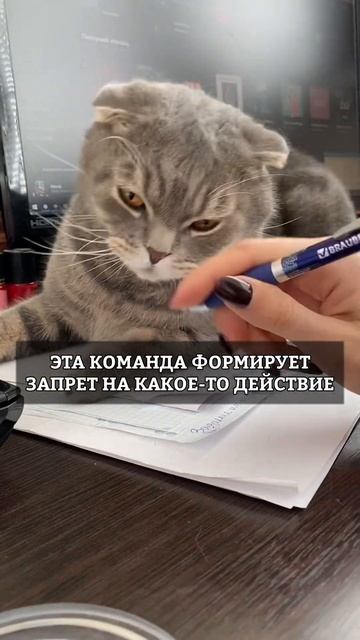 ЧТО ЗНАЧИТ «НЕЛЬЗЯ» ДЛЯ КОШЕК? смотреть онлайн