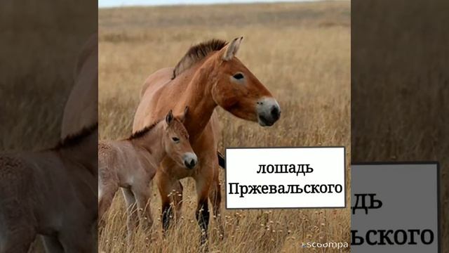 Породы лошадей (не все) смотреть онлайн