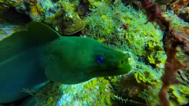 Green Moray Eel @stkitts смотреть онлайн