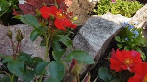 Роза Aleksander von Humboldt (почвопокровная, Кордес и Сонс, Германия, 2009) 10 июля 2022 г.