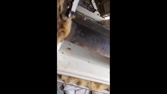 Брудер для курчат із холодильника смотреть онлайн