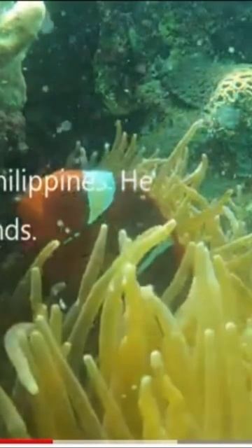 I FOUND NEMO. #shorts #ytshorts #shortvideo смотреть онлайн