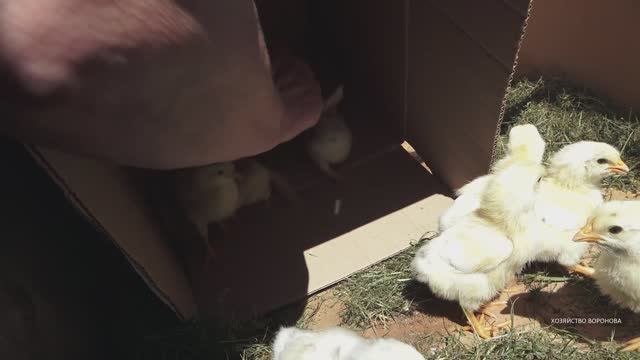 Цыплёнок буксует в коробке смотреть онлайн