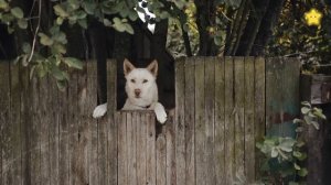 Домашние животные Названия и звуки Корова Лошадь Свинья Овца и другие животные для детей