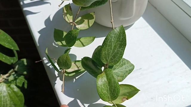 Подборка хойи 🏠🍀🪴 Elliptica//wibergiae//fitchii//sp.Philippines// Sp. Indonesia 001 и другие
