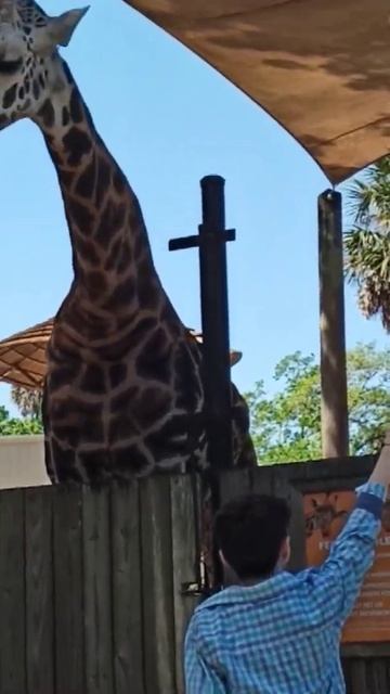 giraffe feeding смотреть онлайн
