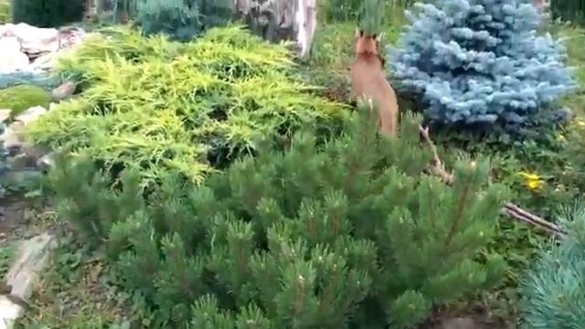 Хищник на охоте. Каракет ф1 престиж Китти смотреть онлайн