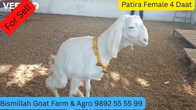S2 EPI#19 Bismillah Goat Farm & Agro 9892 55 55 99 2 смотреть онлайн
