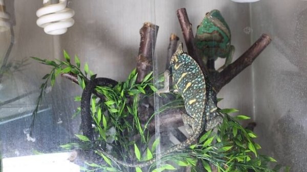 Жизнь семьи хамелеонов