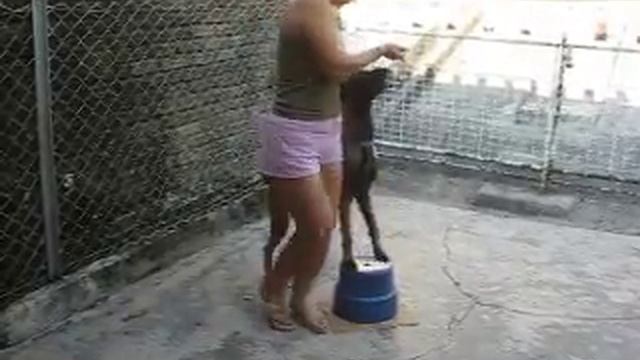 Training Zena to work her hind legs смотреть онлайн