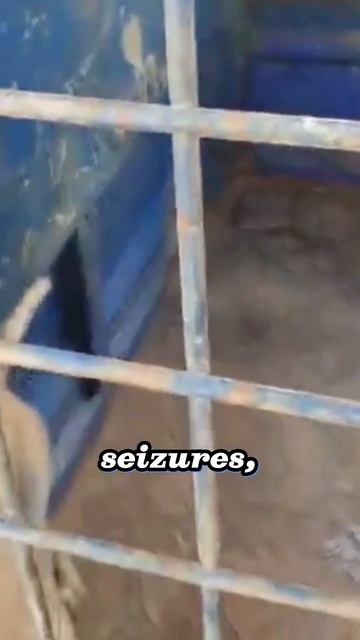 🐶💉 Rabies 101: Keep Your Pooch Protected! 🛡️💖 смотреть онлайн