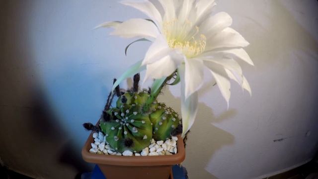 Timelapse Gopro Hero4. Cactus flower white blooms. 24 hours in 56 seconds. смотреть онлайн