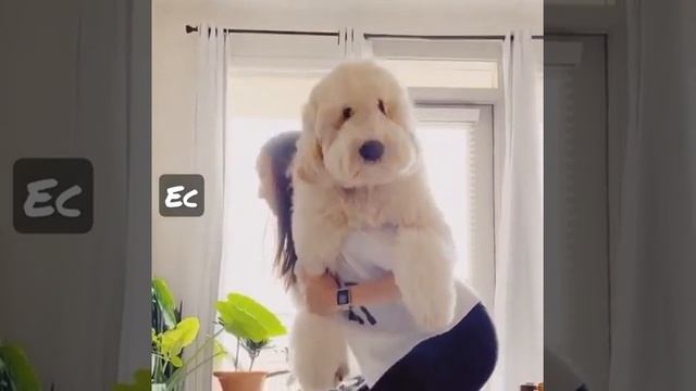 I'm a Gym Weight equipment смотреть онлайн