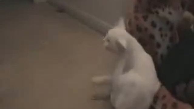 Пьяные кошки? смотреть онлайн