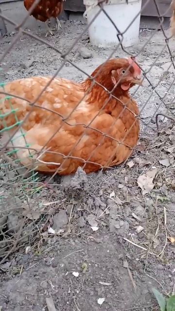 Курица пьет воду смотреть онлайн