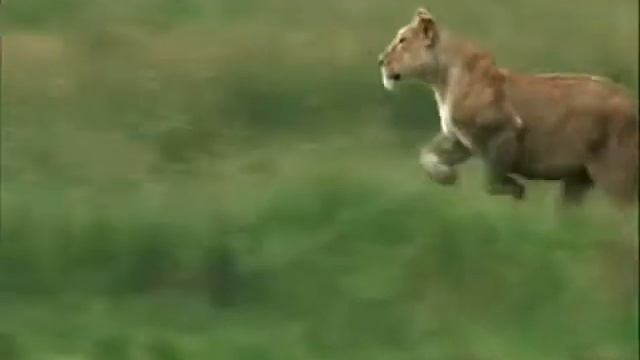 Lion Gets Zebra (Voice Over) смотреть онлайн