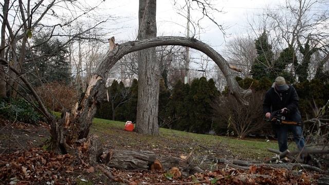 Cutting up a fallen tree with a new chainsaw II смотреть онлайн