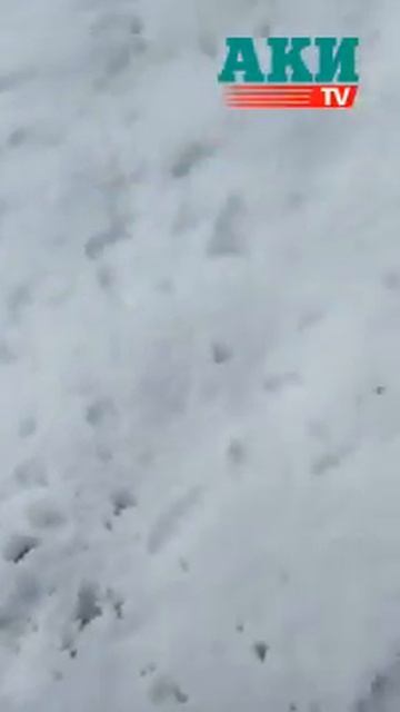 В Джети-Огузском районе около 3 часов шел снег смотреть онлайн