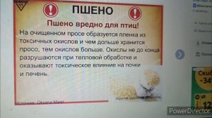 чем кормить цыплят без комбикорма