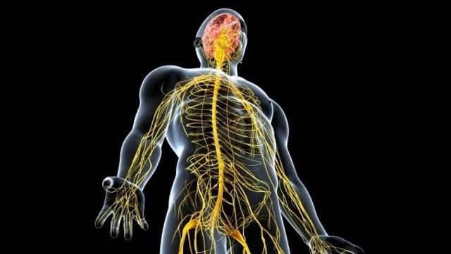 Кукурузные рыльца польза и вред для человека. Чем полезны кукурузные рыльца смотреть онлайн