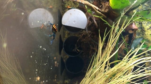 Ranitomeya Amazonica "Iquitos Red" смотреть онлайн