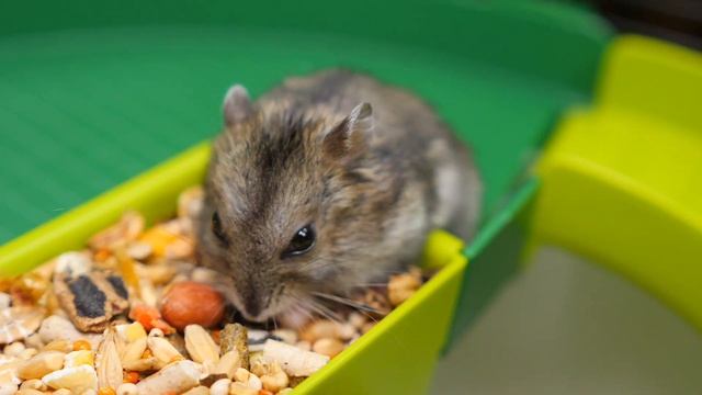 I got a hamster | Setting up a cage | How to Setup a Hamster Cage. смотреть онлайн