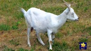 Карточки Домана. Домашние животные и их звуки.